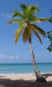 Coconut-Palm-Martinique_web