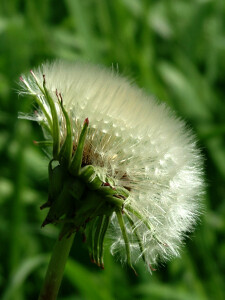 dandylion